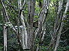 jyozansui08_thumb.jpg